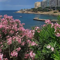 Exiles Beach - Gzira