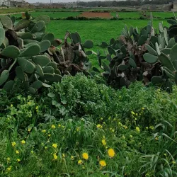 Luqa Old Town - Luqa