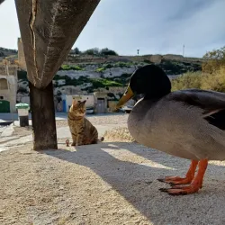 Mgarr ix-Xini Bay - Mgarr