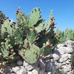 Ta' Ċenċ Cliffs (nearby) - Naxxar