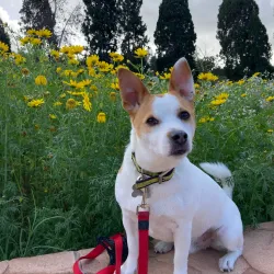 Mediterranean Gardens - Pembroke