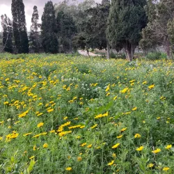 Mediterranean Gardens - Pembroke
