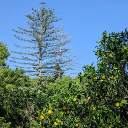 Buskett Gardens - Rabat