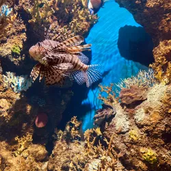 Malta National Aquarium - Swieqi
