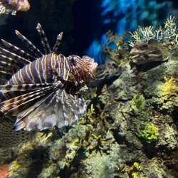 Malta National Aquarium - Swieqi