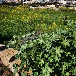 University of Malta - Swieqi