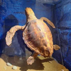 Gozo Nature Museum - Victoria/Rabat