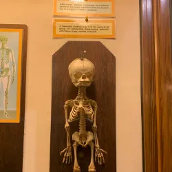 Gozo Nature Museum - Victoria/Rabat