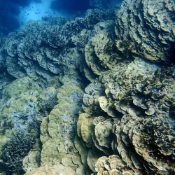 Diving and Snorkeling Sites - Majuro