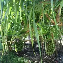 Jaluit Atoll (Day Trip) - Majuro