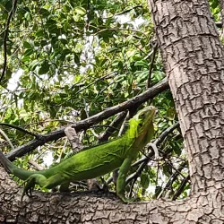 Îlets de la Batterie - Le Francois
