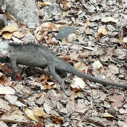Îlets de la Batterie - Le Francois