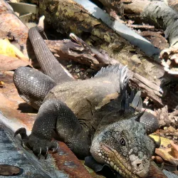 Îlets de la Batterie - Le Francois
