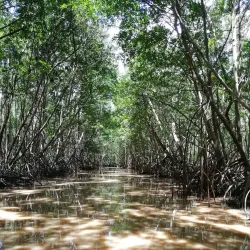 Mangrove Nature Reserve - Le Francois