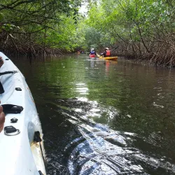 Mangrove Nature Reserve - Le Francois