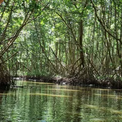 Mangrove Nature Reserve - Le Francois