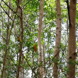 Mangrove Nature Reserve - Le Francois
