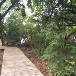 Mangrove Nature Reserve - Le Francois