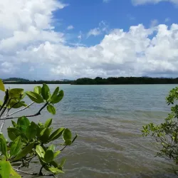 Mangrove Nature Reserve - Le Francois