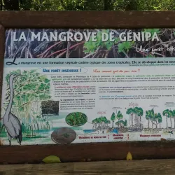 Mangrove Nature Reserve - Le Francois