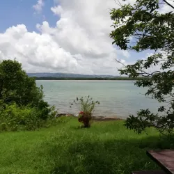 Mangrove Nature Reserve - Le Francois