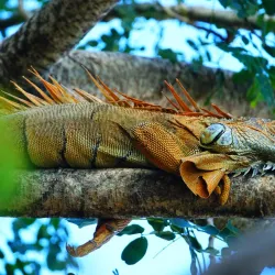 La Savane Park - Le Lamentin