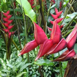 Le Parc Naturel Régional de la Martinique - Le Lamentin