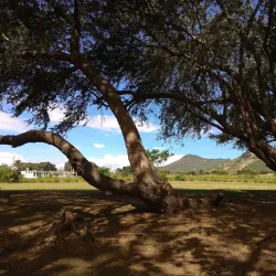 Bambous Market - Bambous