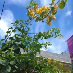 Bambous Market - Bambous