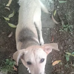 Bambous Market - Bambous