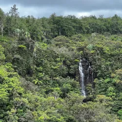 Black River Gorges National Park - Bambous
