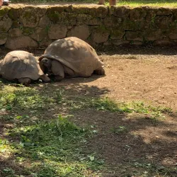 Chamarel Waterfall - Bambous