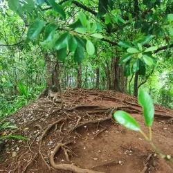 Chamarel Waterfall - Bambous