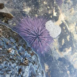 Benares Village Market - Benares