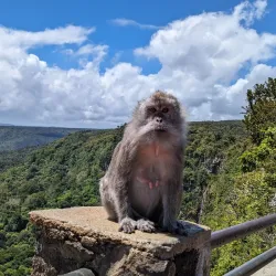 Black River Gorges National Park - Benares