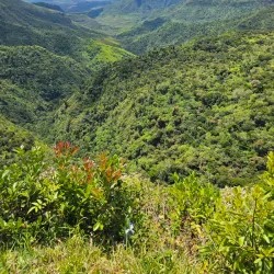 Black River Gorges National Park - Benares