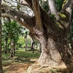Mauritius National Botanical Garden - Benares