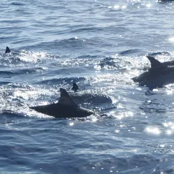 Tamarin Bay - Benares