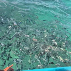 Blue Bay Marine Park - Cassis