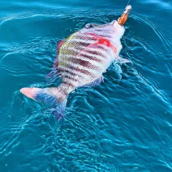 Boat Tours and Fishing Trips - Cassis