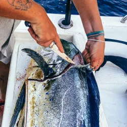 Boat Tours and Fishing Trips - Cassis