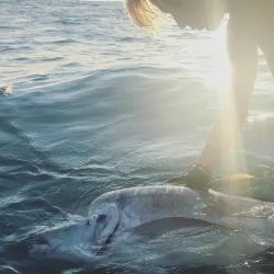 Boat Tours and Fishing Trips - Cassis