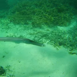 Snorkeling and Diving Spots - Cassis