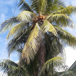 Trou d'Eau Douce - Centre de Flacq