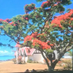 Cap Malheureux - Dagotiere