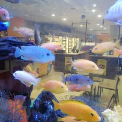 Grand Baie - Dagotiere