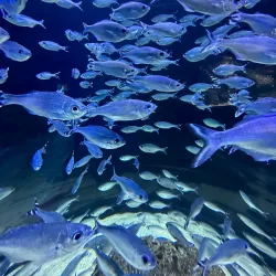 Mauritius Aquarium - Dagotiere