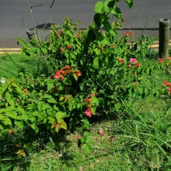 Ebene Cybercity - Ebene