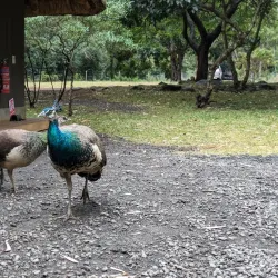 Casela Nature and Leisure Park Safari - Flic en Flac