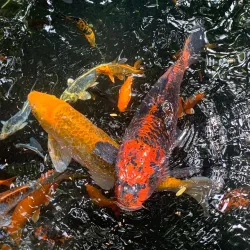 Casela Nature and Leisure Park Safari - Flic en Flac